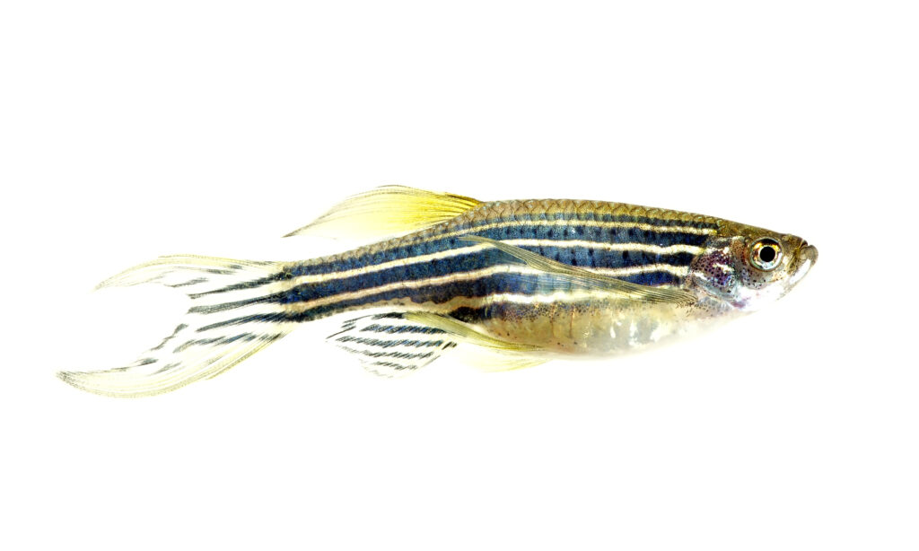 zebra danio fish isolated white