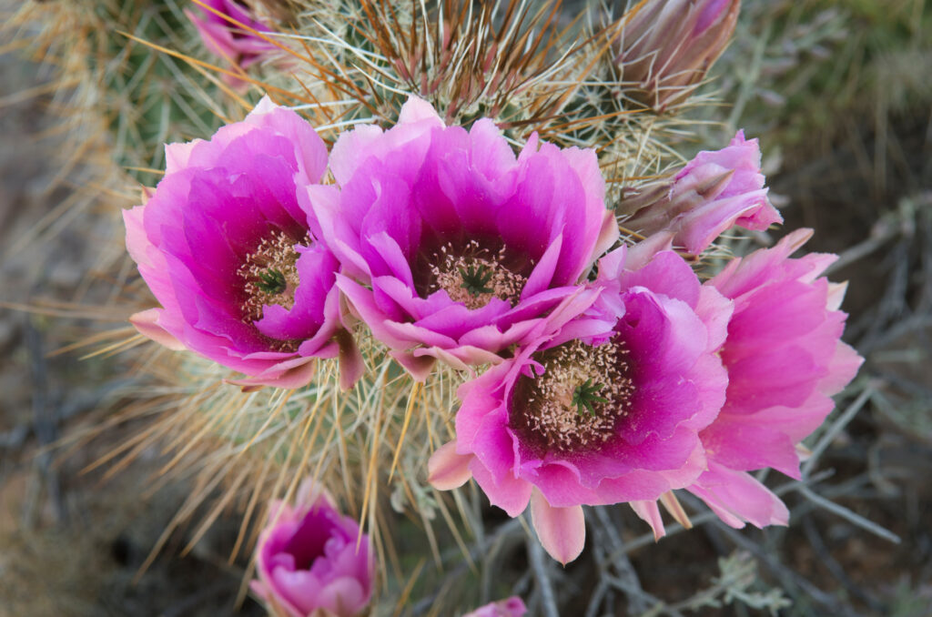 Flowers on Engelmann's Hedgehog cactus, Organ Pipe Cactus National Monument.