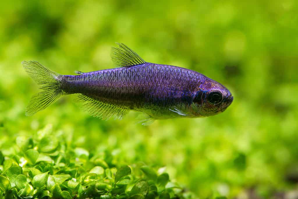 Super Blue Emperor Tetra - Tetra Tím