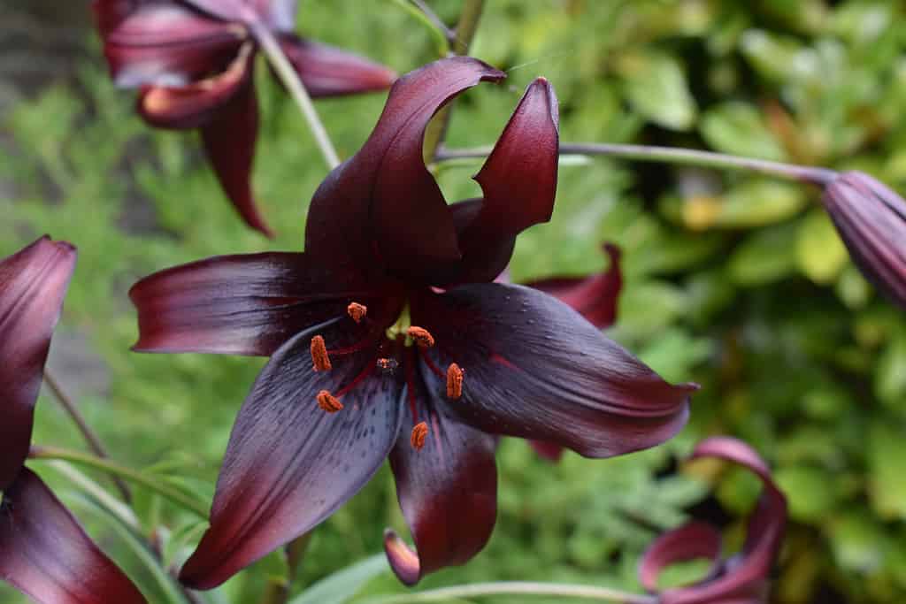 Landini Black lily