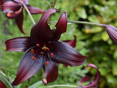 A 16 Types Of Black Lilies