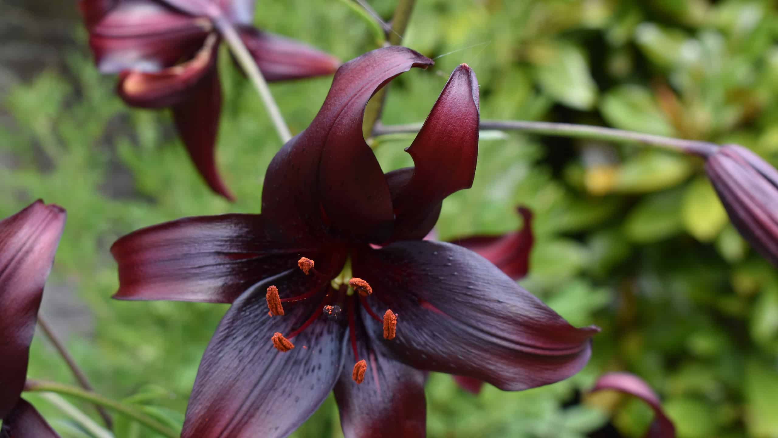 Types Of Black Lilies