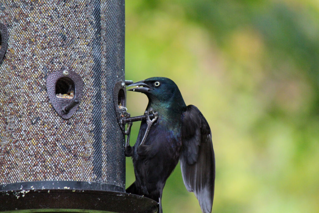 Common grackle at bird feeder