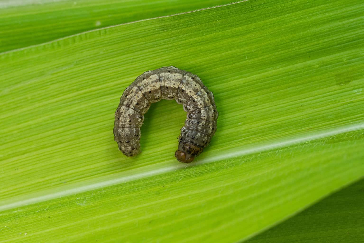 Gallery Detail: Beware Of These 3 Worms That Kill Grass