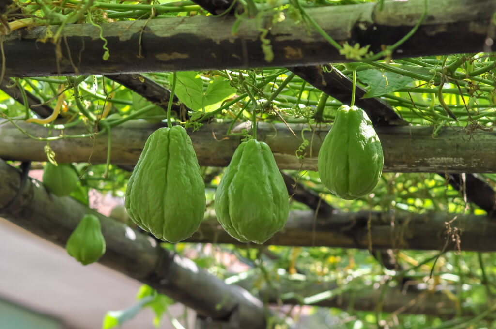 Chayote on tree, Chayote ready to harvest in the garden