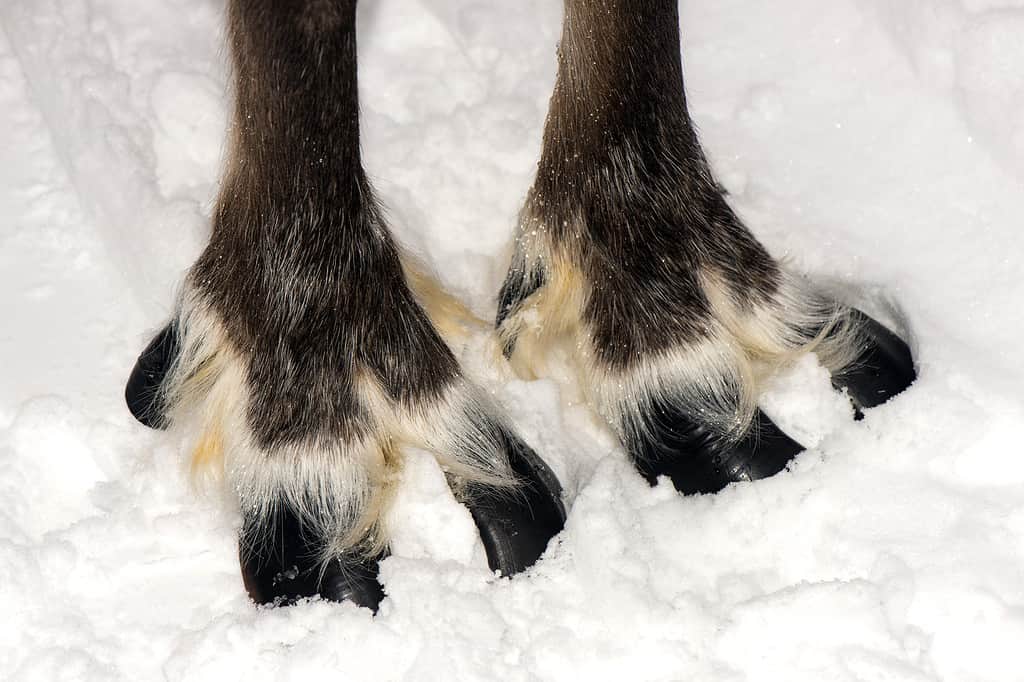 The front hooves of a reindeer in the snow. The hooves have black toes fringed with white fur. The reindeer's legs are thin and covered in brown fur.