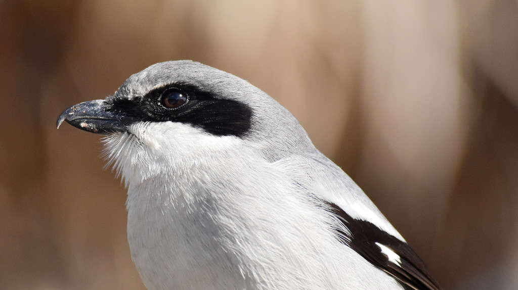 Close-up of Loggerhead Shrike