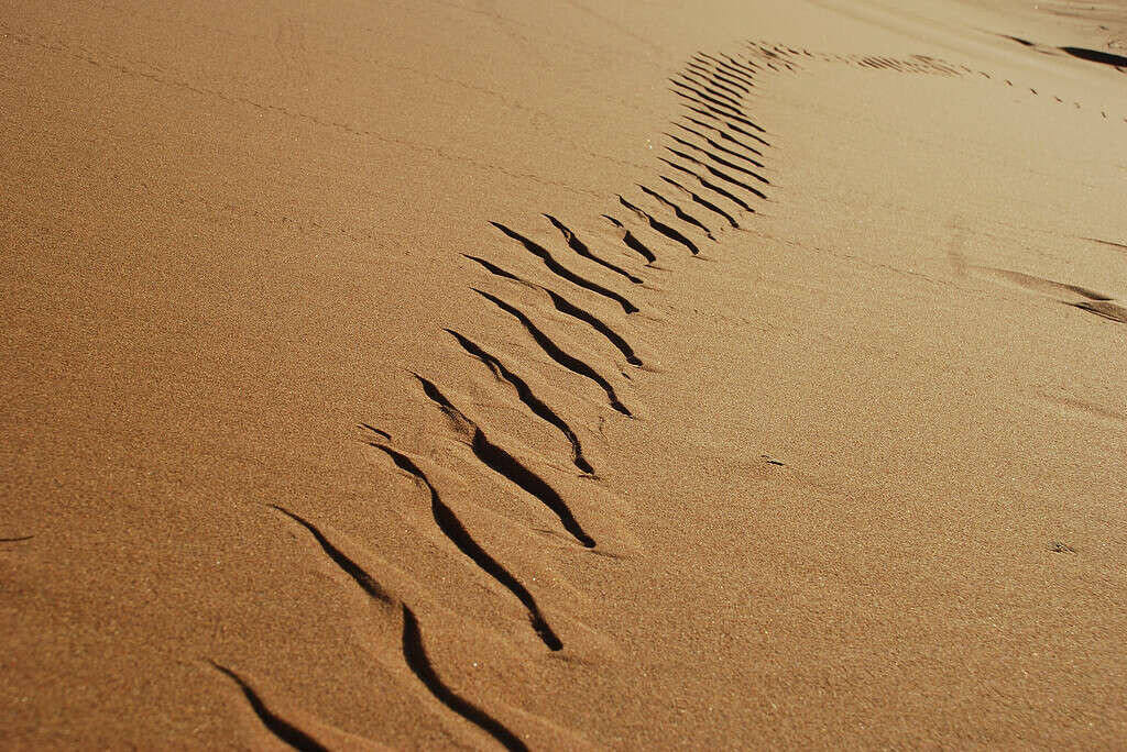 Sidewinder snake tracks in the Namib Desert