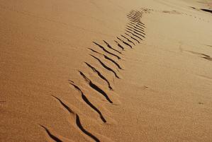 Snake Tracks: Identification Guide for Dirt, Sand, and More Picture