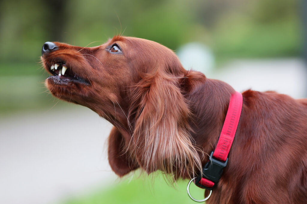 Red irish setter dog is roaring for protection at nature. Close up potrait of pet.