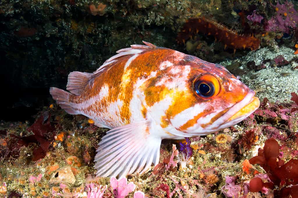 Pacific Ocean Perch or Rockfish 2