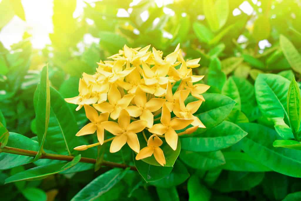 Yellow jungle geranium in the garden with warm sunny in the morning. Scientific name is Ixora coccinea. Panicle of yellow flame of the woods among green leaves in the shrub. Maui yellow Ixora flower.