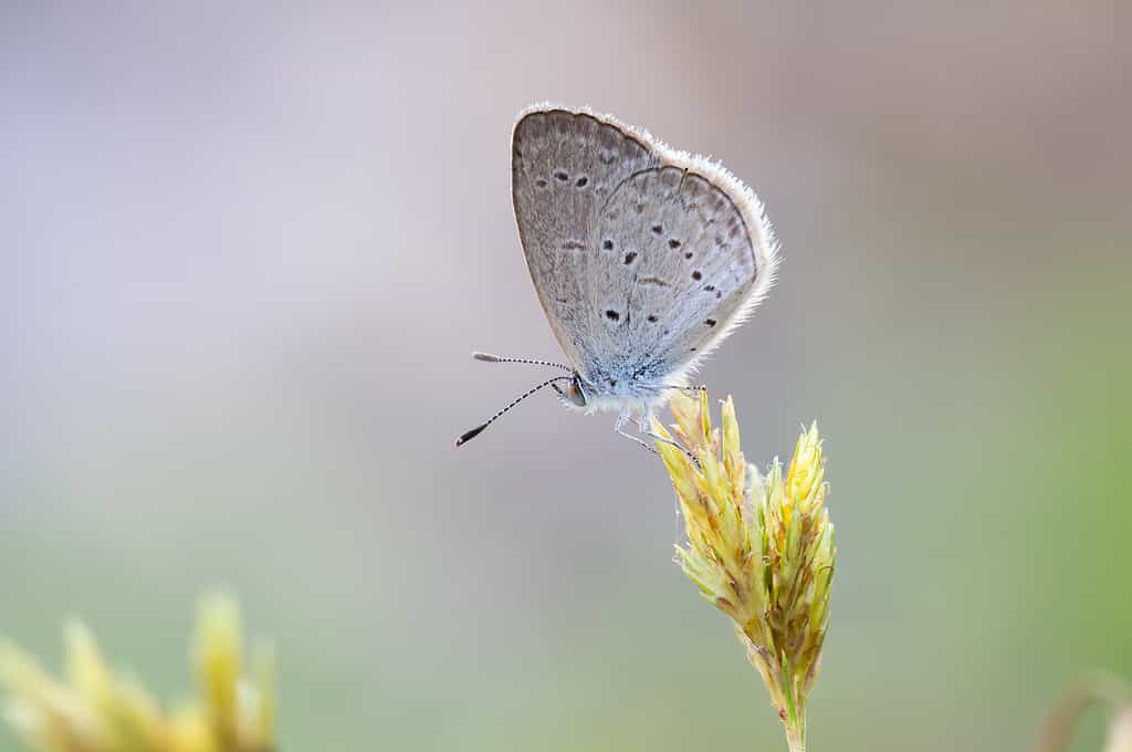 Lesser Grass Blue Butterfly