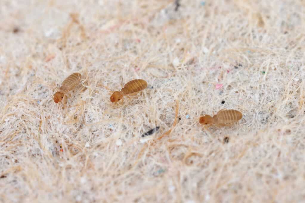 Psocids of the genus Liposcelis - Psocoptera - booklice, barklice or barkflies, a well known as pests of stored products. Insects on paper at high magnification.