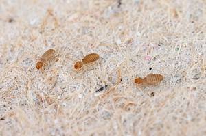 Bathroom Bugs Identification Guide: How to Get Rid of Each Type - A-Z ...