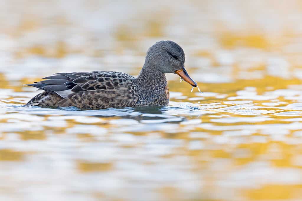 Gadwall Duck Swimming