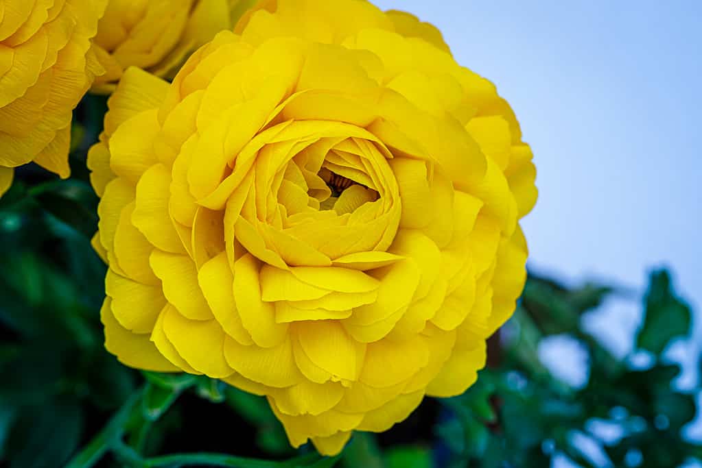 Ranunculus asiaticus or Persian buttercup gold color flower, close up macro. Beautiful Easter yellow blossom background. Trendy yellow color