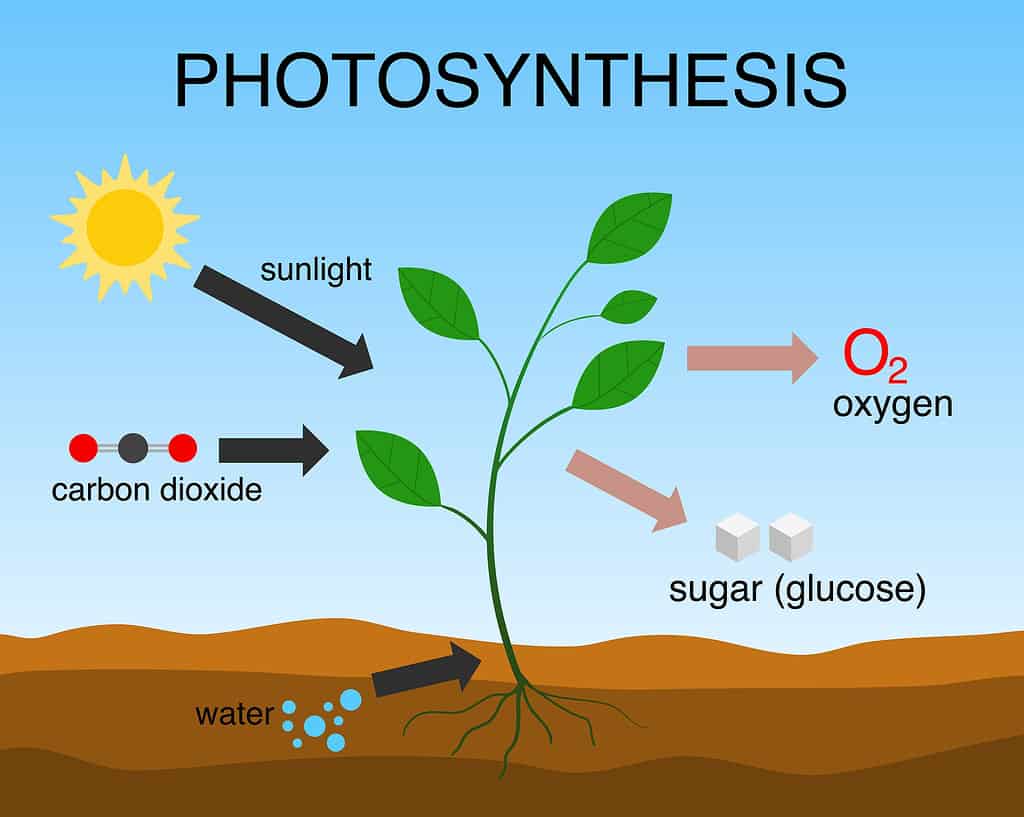 Photosynthesis