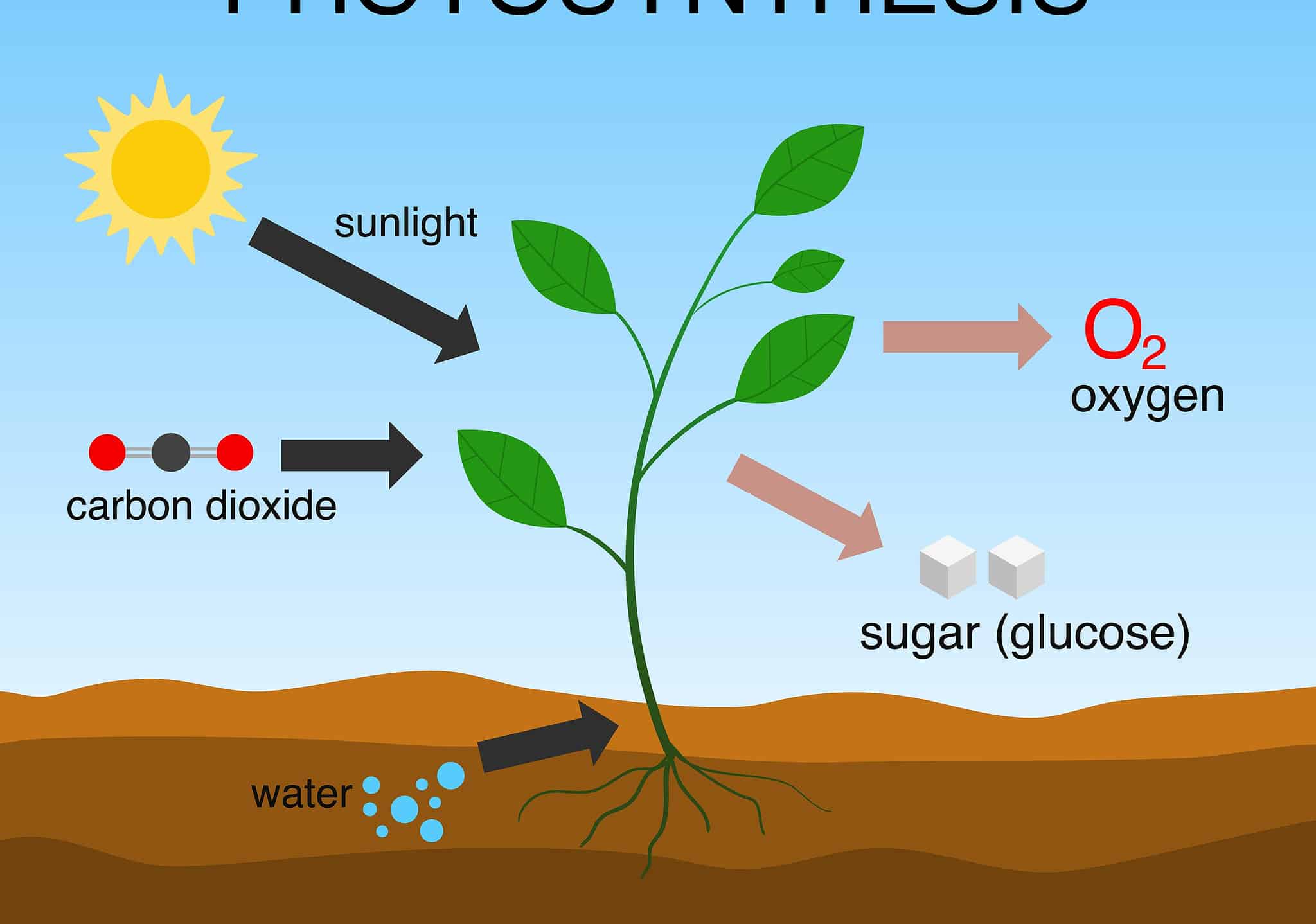 Discover the Molar Mass of Glucose (C6H12O6) + Key Examples of This ...