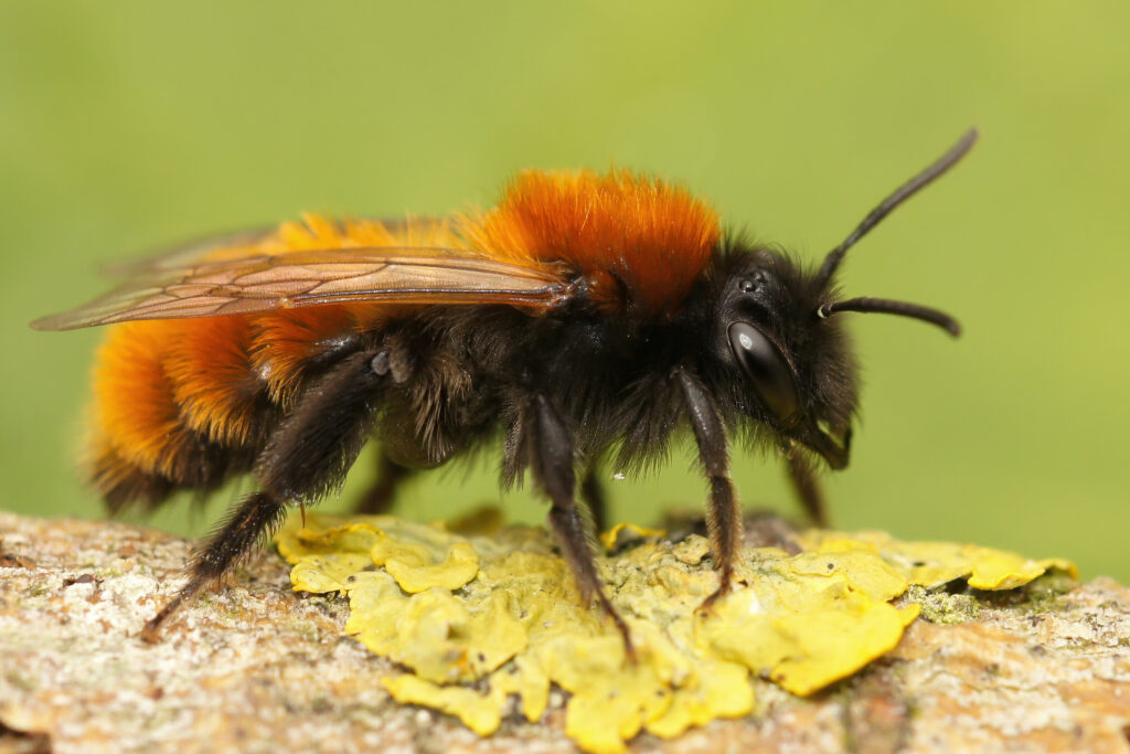 Andrena fulva - Tawny mining bee .The bee is facing right. It is hairy. Ithaca black hairs (setae) on its under side, and ginger hair on top of its thorax and abdomen. Its head is entirely black.