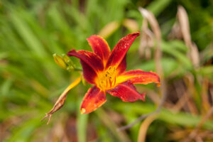 Types of Red Lilies Picture