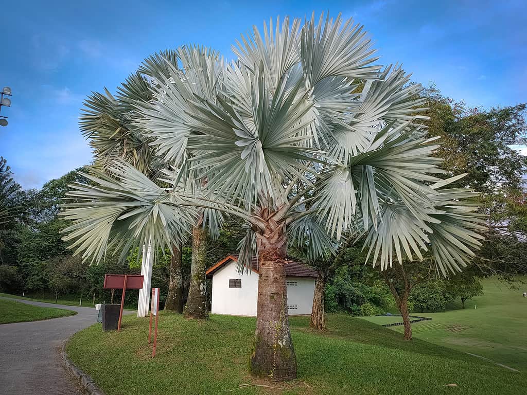 Silver Bismarck Palm Tree 