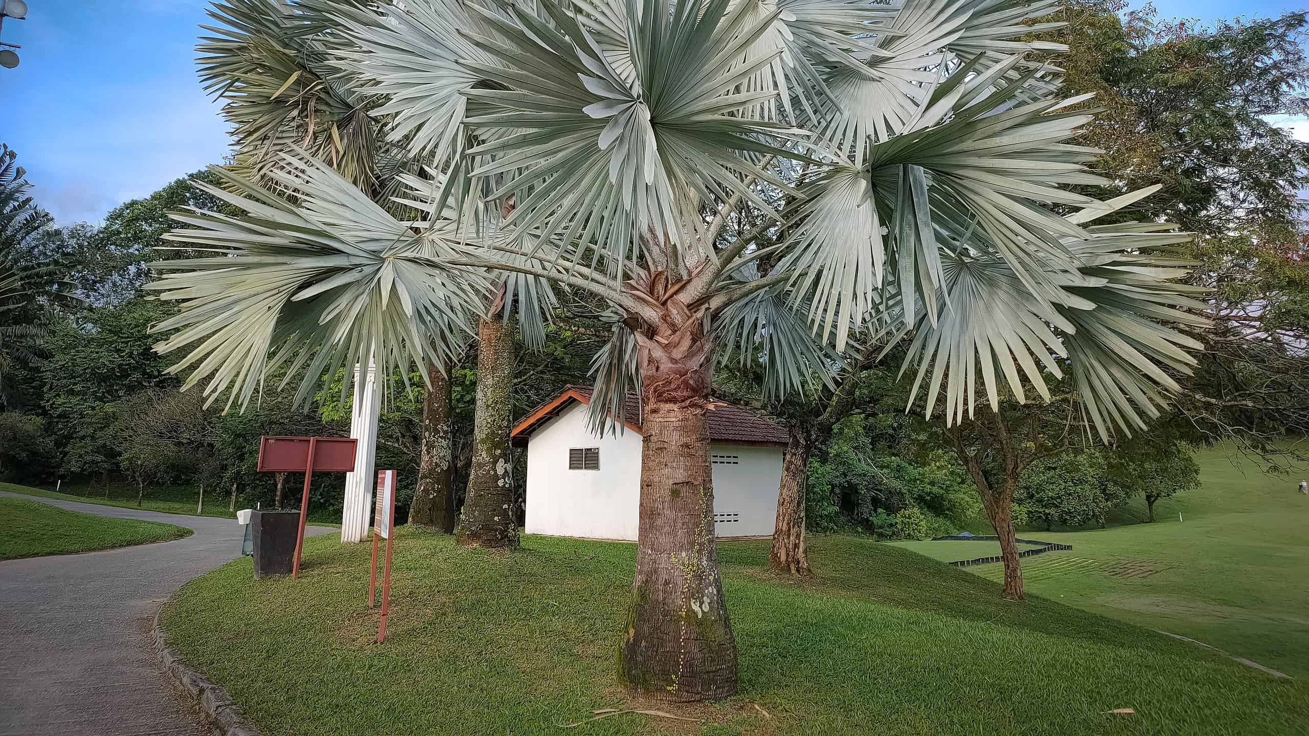 Silver Bismarck Palm Tree 1