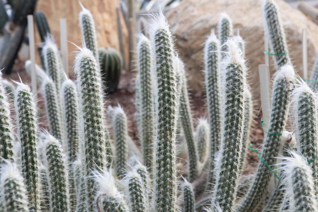 The beautiful pattern of oreocereus ritteri