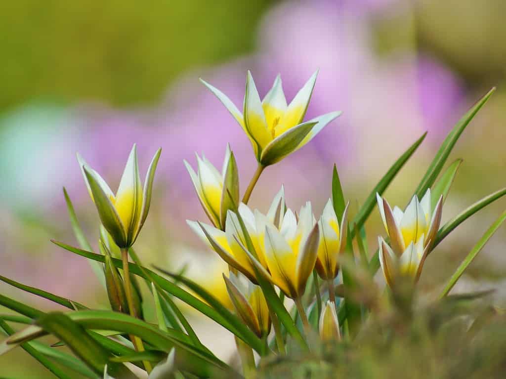 Species tulips such as Tulipa turkestanica are much shorter than hybrids 