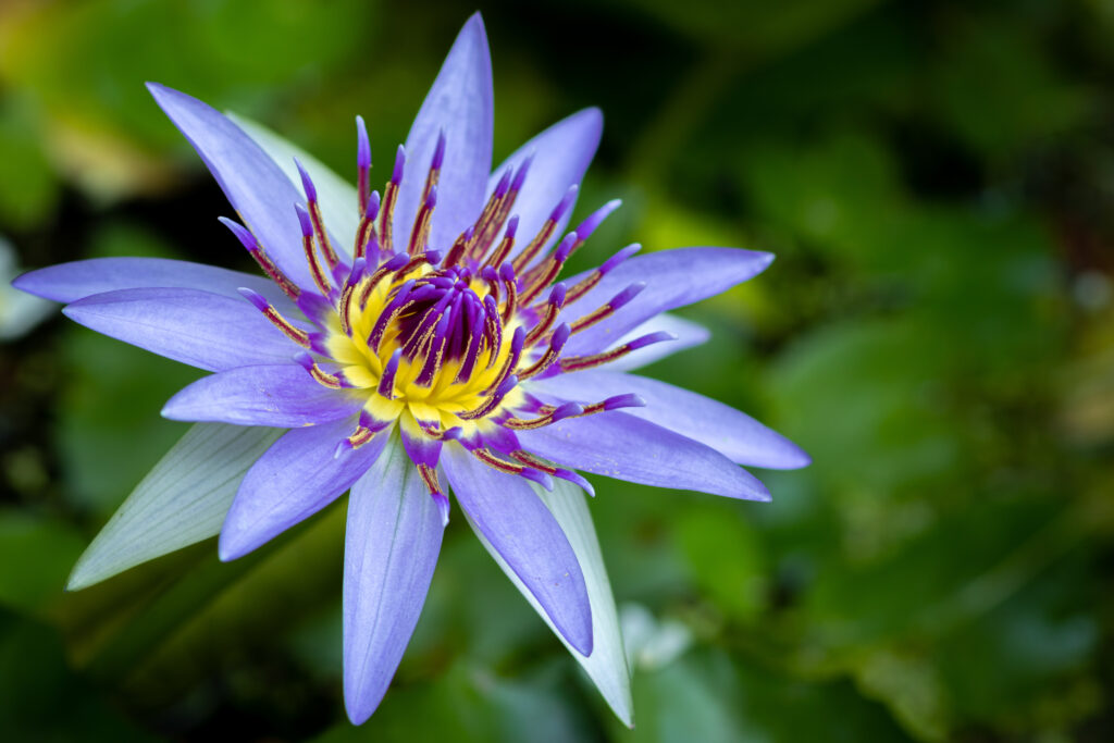 blue lily flower meaning