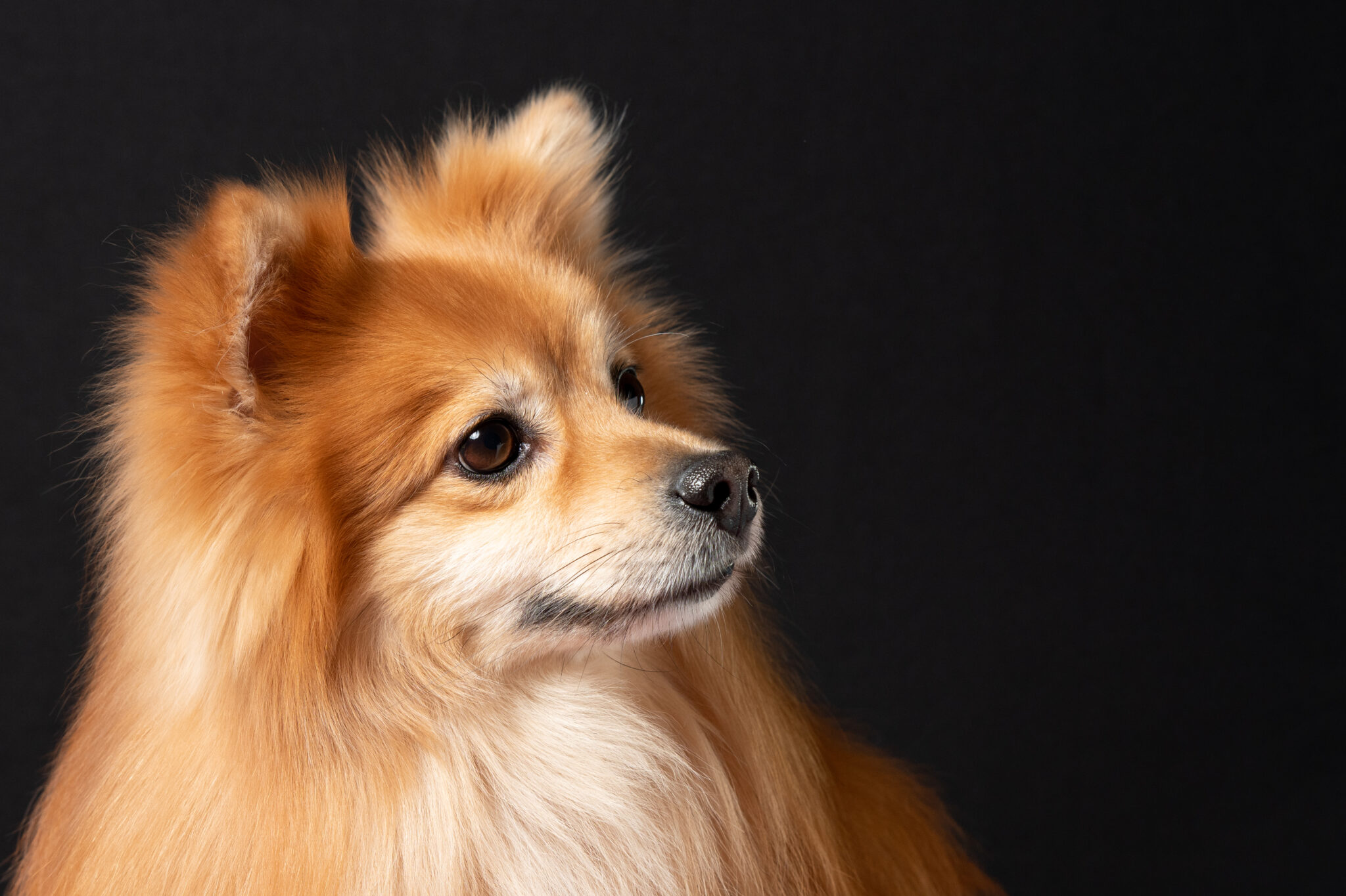 Discover The 5 Types Of Pomeranian Dog Breeds AZ Animals