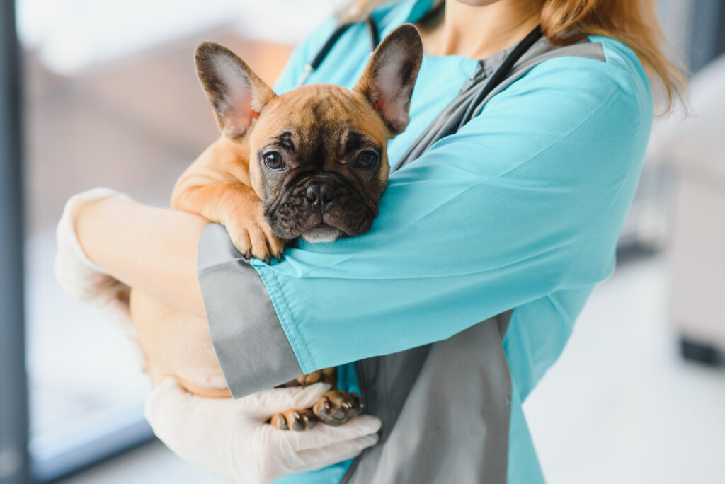 medicine, pet care and people concept - close up of french bulldog dog and veterinarian doctor hand at vet clinic - Image