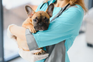 15 Common Health Problems Seen in French Bulldogs Picture