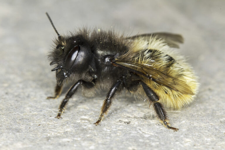 Osmia cornuta / solitaire bee close-up. This is a mostly black bee with yellow hair on its abdomen. the bee is facing left.
