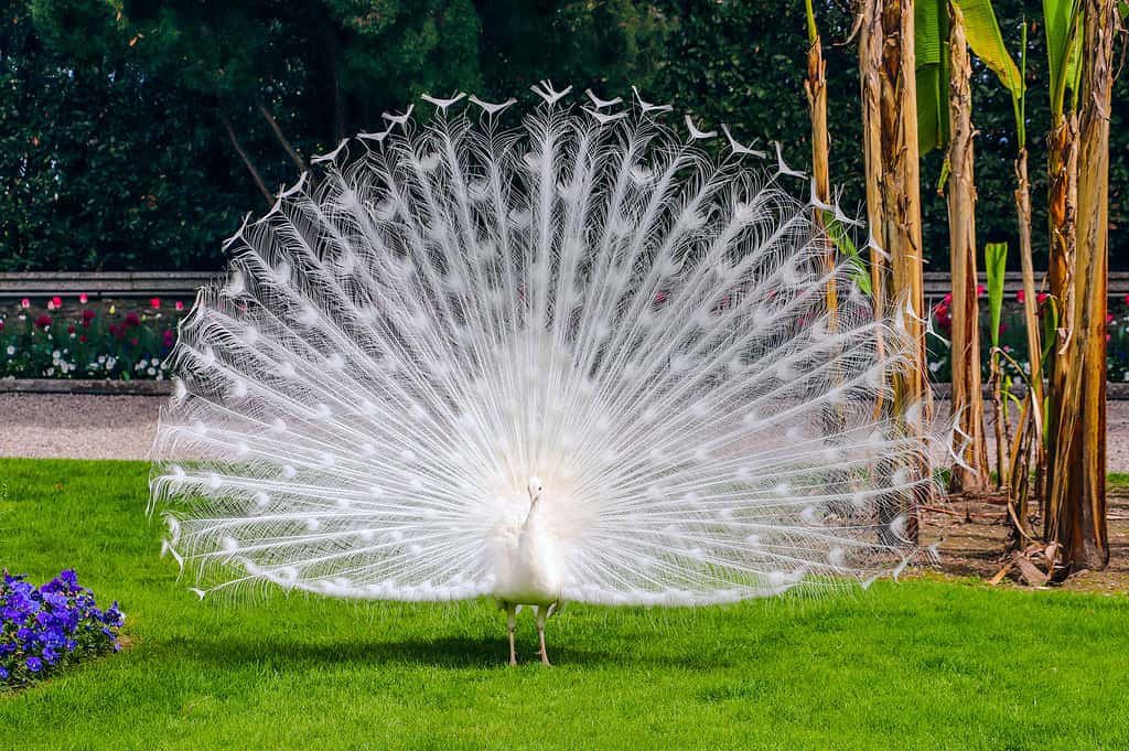 White peacock