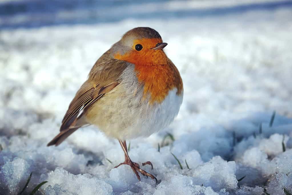 The European robin (Erithacus rubecula) fluffed up to keep warm in the snow. The bird has a white belly, a peachy/rosy neck/chest and a taupe back. The bird  has its feather fluffed up t keep warm in the snow it is pictured in. The bird looks very round. 