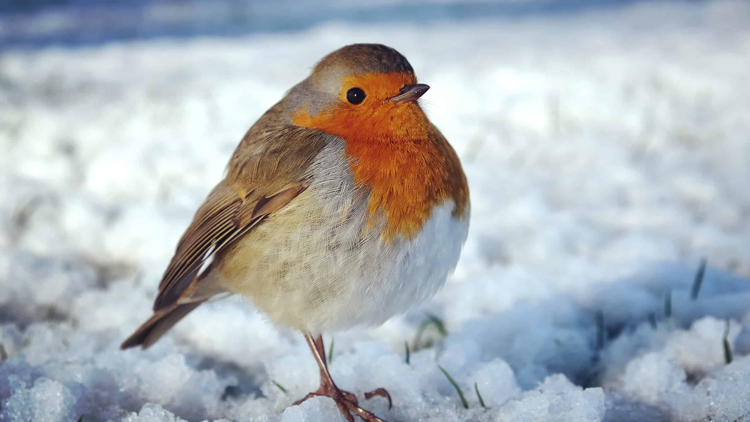 The European robin (Erithacus rubecula) fluffed up to keep warm in the snow. The bird has a white belly, a peachy/rosy neck/chest and a taupe back. The bird has its feather fluffed up t keep warm in the snow it is pictured in. The bird looks very round.