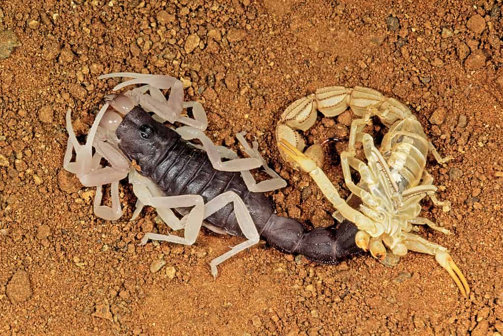 Molting thick-tailed scorpion (Parabuthus spp) with shed skin, South Africa. The scorpion is facing the top left corner of the frame. It's empty exoskeleton behind in the right frame. The scorpion os dark brown with light appendages as it is freshly molted. On a background of reddish dirt.