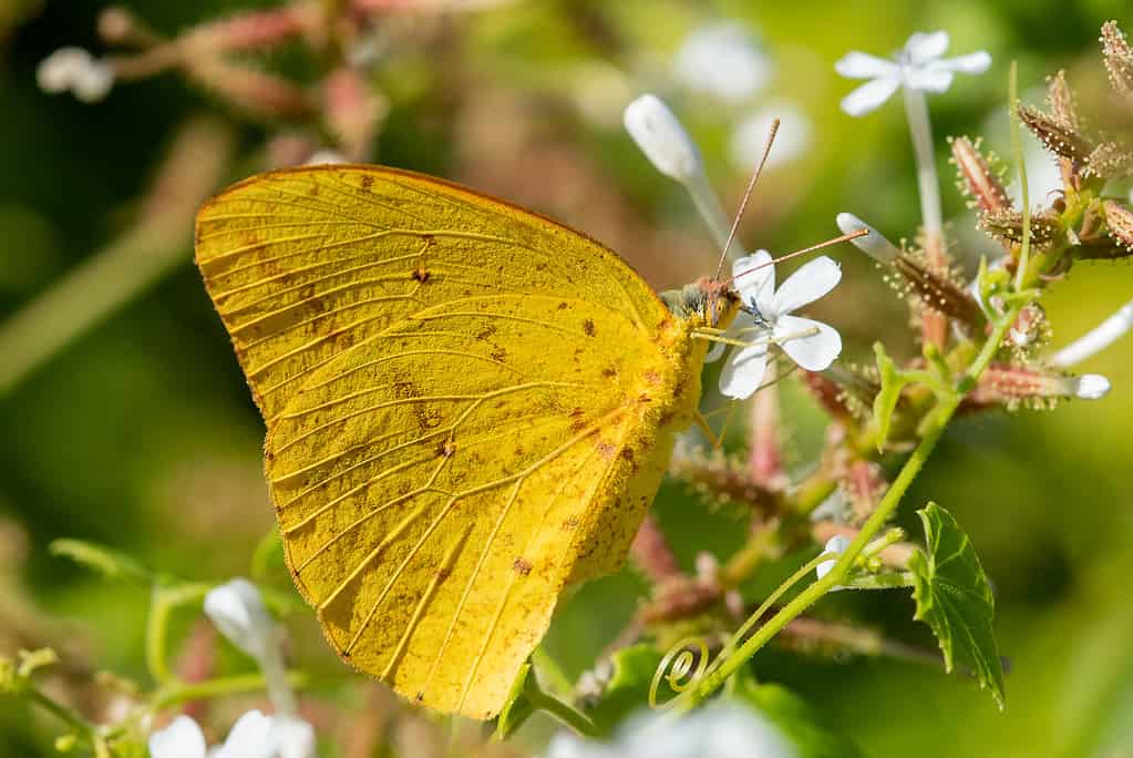 Large Orange Sulphur Butterfly