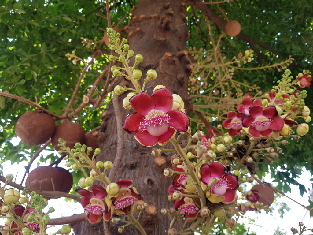 Cannonball Tree - Trees Native to Vietnam