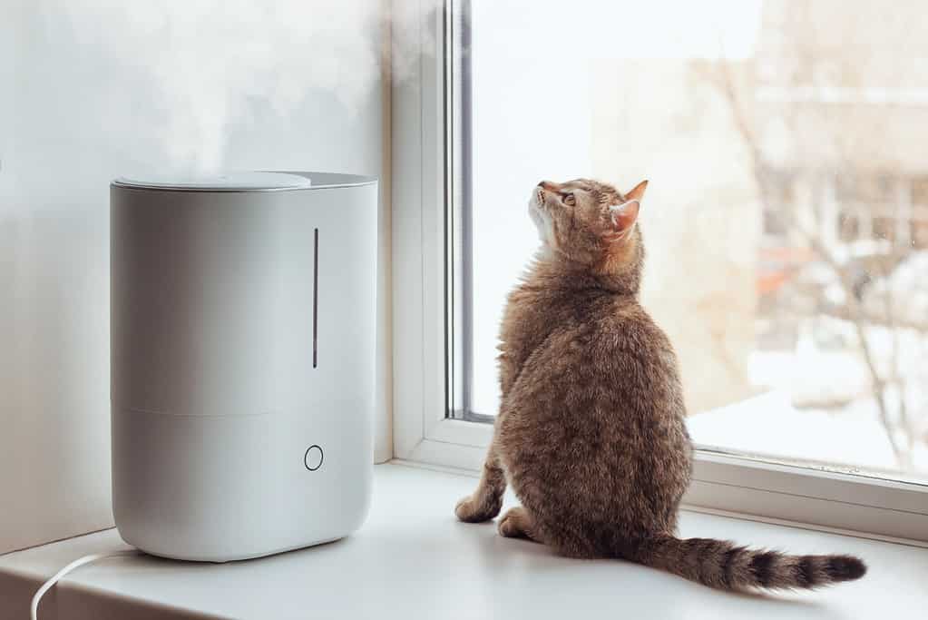 A young tabby cat sits on the windowsill and looks at the steam from the white air humidifier. Cleaning device for fresh air and healthy life