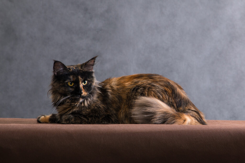 maine coon tortie