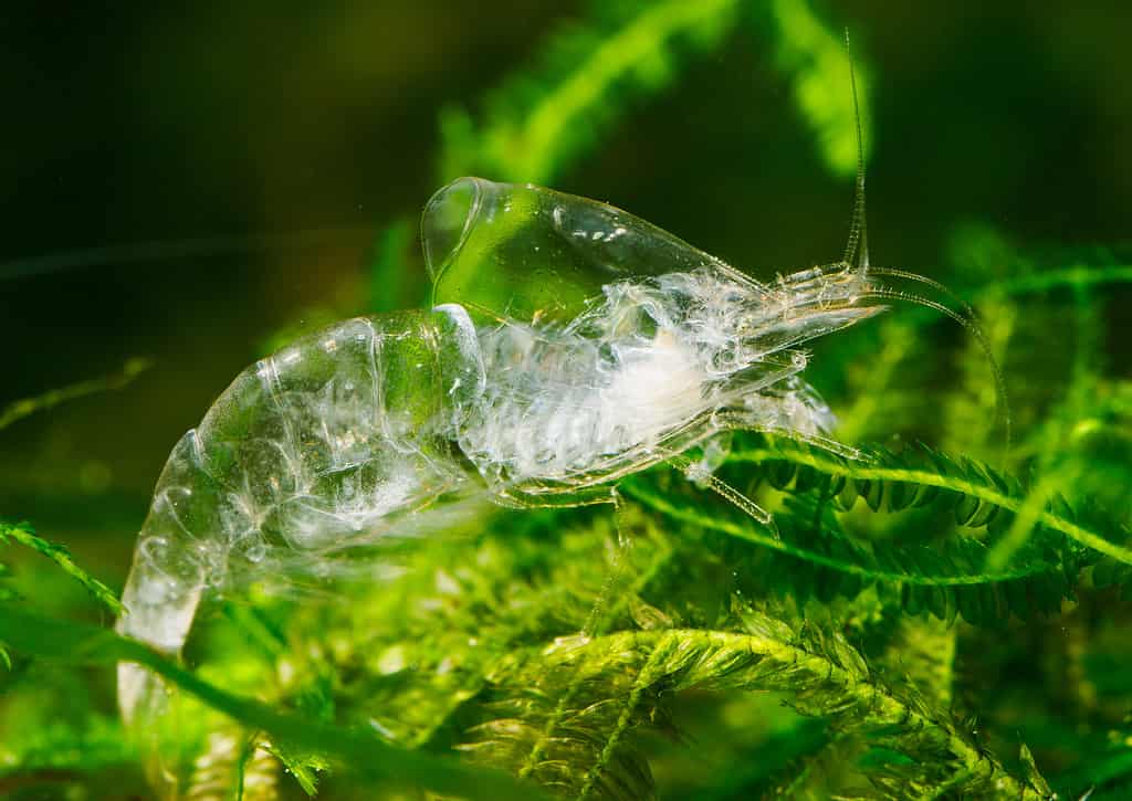 Freshly molted shell of freshwater shrimp. The molted shell looks like a Chrystal clear shrimp surrounded by green aquatic plants.