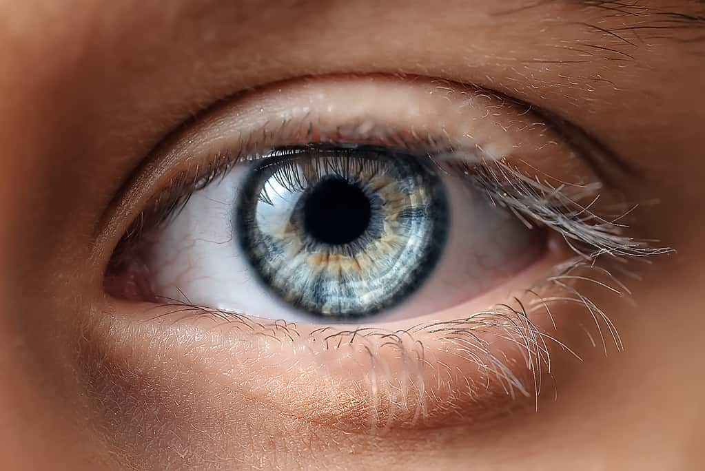 Blue Macro eye close up