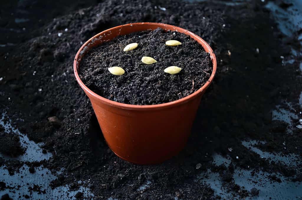 Pumpkin and squash seeds lie on black ground. Brown garden seedling container with seeds. Lots of plant seeds for planting seedlings.