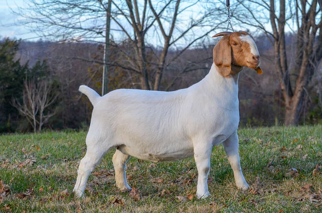 Boer Goat 1