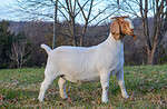Boer
