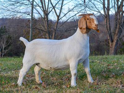 A Boer Goat