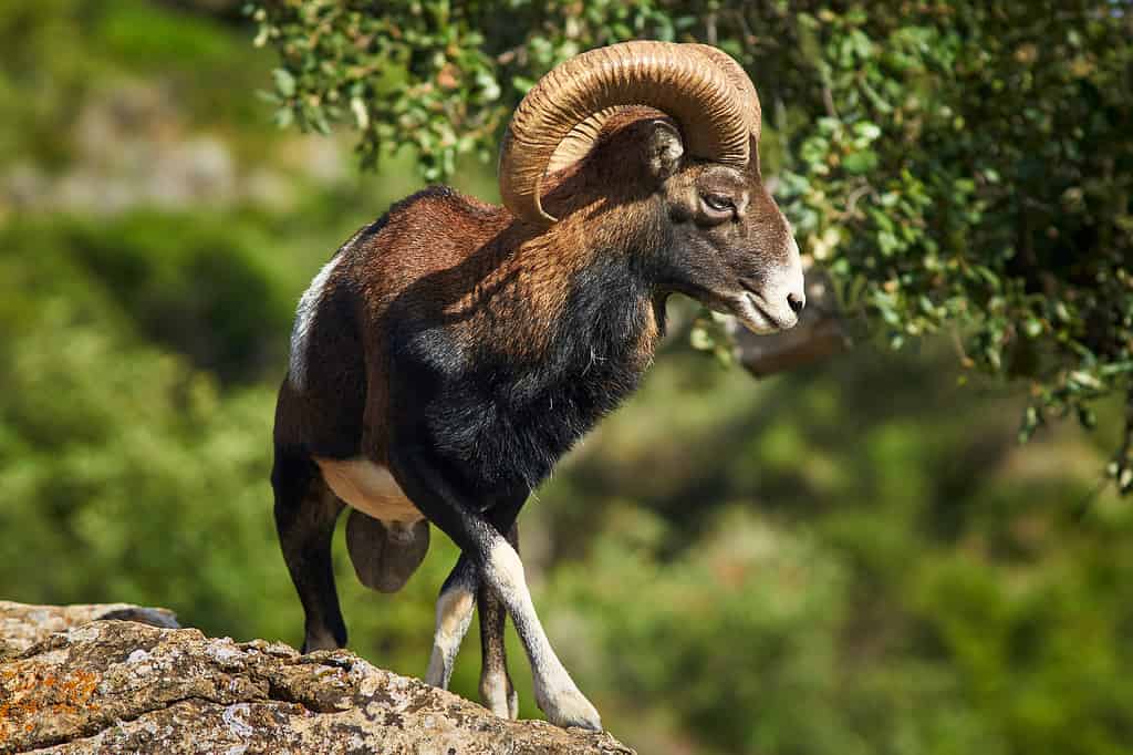 Mouflon - Horned Animals