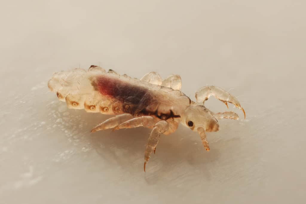 Head lice (louse) isolated